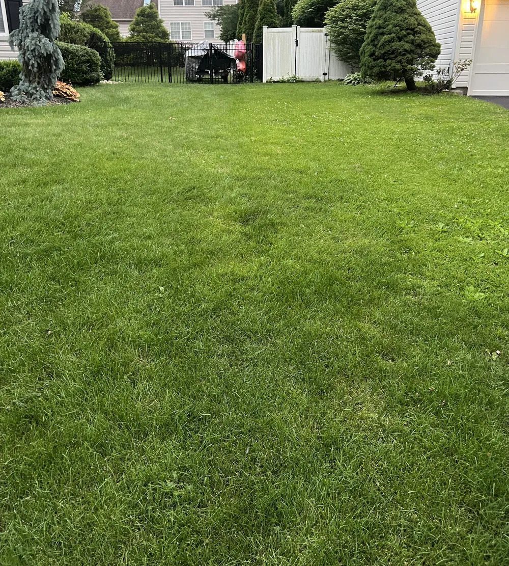 Dense green backyard lawn at a Doylestown, PA home after a fertilization program