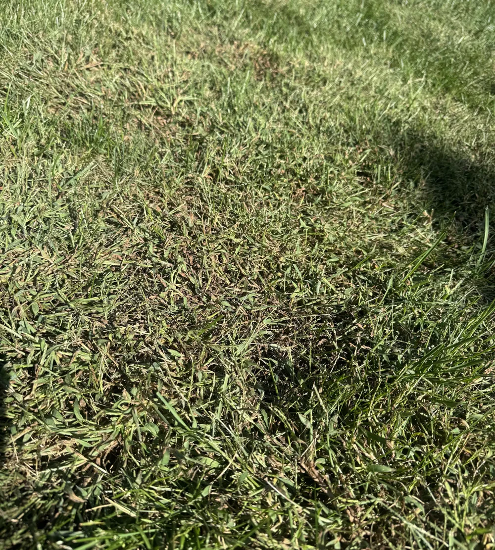 Close-up of thick, dense turf grass after aeration and overseeding